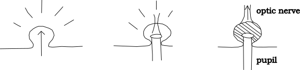 The Evolution of the Optic Nerve